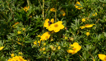 Yellow wildflowers on a blurry background on a sunny June day in the countryside.