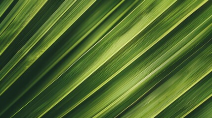 A detailed image capturing the vibrant green color and natural texture of palm leaves, offering a refreshing and serene visual experience with sharp lines and patterns.