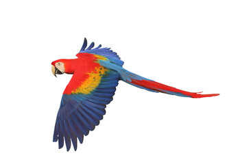 Colorful flying Scarlet Macaw parrot isolated on transparent background png file