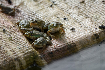 Sahara Frog (Pelophylax saharicus)