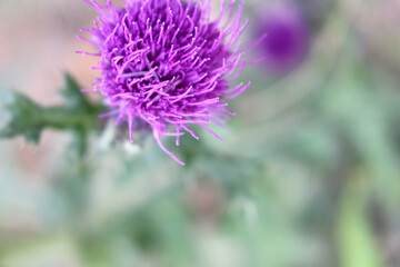 Thistle