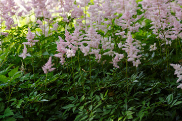 Blooming pink Astilbe japonica Europa in garden