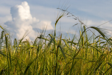 Field plants on a blurry background on a sunny June day in the countryside.