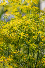 Field plants on a blurry background on a sunny June day in the countryside.