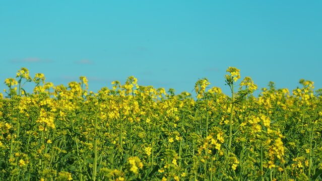 Gorgeous Yellow Canola Field Blooming Rapeseed Farm Backlit With Sunlight. Cultivation Of Rapeseed In Agricultural Fields. Rapeseed Field.