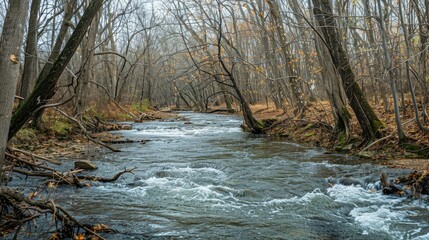 A river flowing through a forest with half bare trees and half covered in green leaves