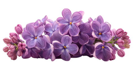 A beautiful arrangement of purple lilacs. , isolate on white background