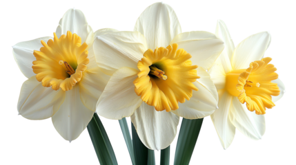 A beautiful bouquet of daffodils. , isolate on white background