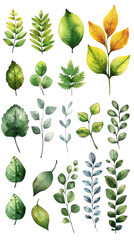Green leaves in water color of different plants and trees. isolate on white background