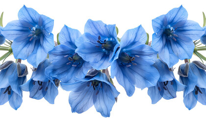 Fototapeta premium Blue flowers. isolate on white background