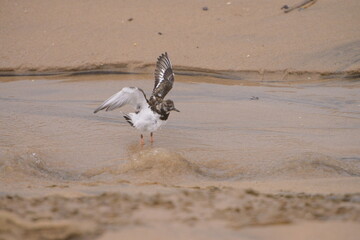 The ruddy turnstone (Arenaria interpres)