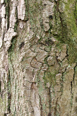 Closeup texture of natural tree bark background. Rough surface of trunk. Green moss on natural wood.