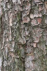 Closeup texture of natural tree bark background. Rough surface of trunk partially peeled. Green moss on natural wood.