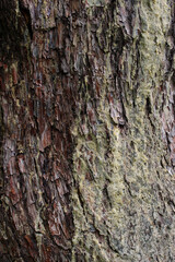 Closeup texture of natural tree bark on a tree trunk background. Rough surface of trunk. Green lichen on natural wood.