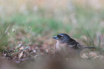 Close-up shot of Africain Chaffinch (Fringilla spodiogenys africana)