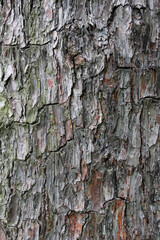 Closeup texture of natural tree bark background. Rough surface of trunk partially peeled. Green moss on natural wood.