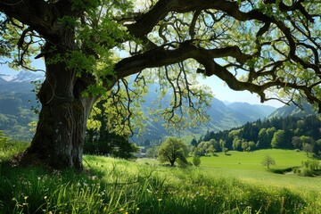 Giving Tree in the Rural Swiss Countryside Providing Shade in Springtime