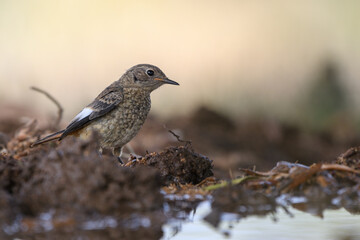 Close-up shot of Juvenile Moussier's Redstart (Phoenicurus moussieri)
