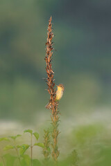 Melodious warbler (Hippolais polyglotta). Beautiful tiny bird at sunrise. Friuli Venezia Giulia, Italy.