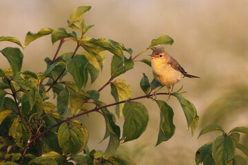 Melodious warbler (Hippolais polyglotta). Beautiful tiny bird at sunrise. Friuli Venezia Giulia, Italy.