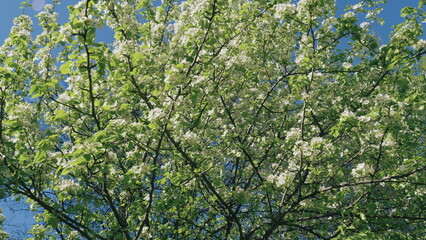 Fototapeta premium Pear Flowers Blooming In Spring. Delicate White Flowers On Branches With Green Young Leaves Sway In Wind On A Sunny Day. Pear Tree Flowers.