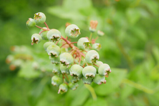 Blueberry Vaccinium corymbosum northern highbush close-up North American plant fruit bush species blue huckleberry detail, green unripe fruits, growing in a pot in the garden farm Europe