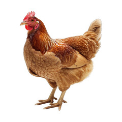 Fototapeta premium Brown Hen isolated on transparent background cut out png
