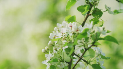 Blooming Garden. Spring Blooming Trees Pear. Spring Tree Scene In Flowers. Flowering Of A Fruitful Plant. Blooming White Pear Flowers Under Morning Sunlight.