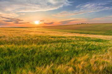 Picturesque sunset over a golden barley field