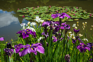 Irises overlooking a japanese garden © Scott