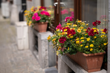 Colorful Flower Boxes adding a vibrant touch to a store front on a picturesque cobblestone street