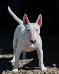 Miniature white bull terrier puppy standing for a portrait