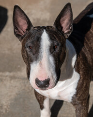 Outdoor bull terrier portrait taken from above