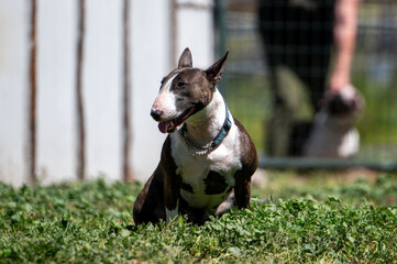 Brindle mini bull terrir sitting in the grassy weeds