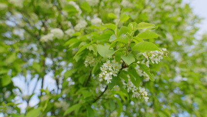 Small Green Leaves Swaying In Wind In Spring Under Bright Sun. Bird Cherry Blossom Or Prunus Padus Flowers In Full Bloom During Spring.