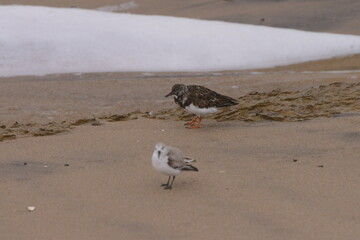 The ruddy turnstone (Arenaria interpres)