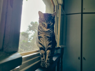 Marble bengal cat sitting near the window.