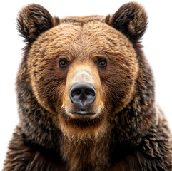 Fototapeta premium Close-up portrait of a majestic brown bear with detailed fur and intense gaze isolated on a white background.