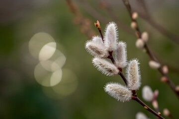 Spring Flora Close up Delicate catkins on branch against blurred greenery, serene natural setting