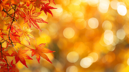 Close-up of autumn maple leaves