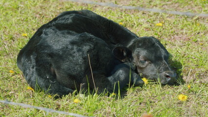 Cows Grazing In Pasture Under Big Blue Sky. Group Of Black Angus Cows Grazing In Pasture. Cows On Green Meadow.