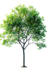 Obraz premium A vibrant green leafy tree isolated on a white background, perfect for nature, landscaping, and environmental themes.