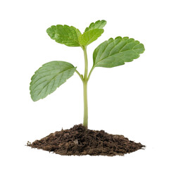 Young green plant seedling with fresh leaves growing from soil isolated on white background, symbolizing new growth and beginning.