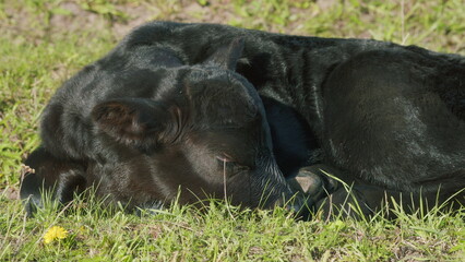 Black Cow Walking And Eating Grass On Green Meadow. Cow Black Angus Grazing On Pasture In Spring Day.