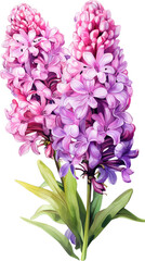 Obraz premium A vibrant bouquet of pink and purple hyacinths, with delicate petals and lush green leaves.