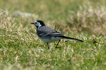 Fototapeta premium Bergeronnette grise,.Motacilla alba, White Wagtail
