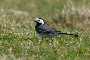 Bergeronnette grise,.Motacilla alba, White Wagtail