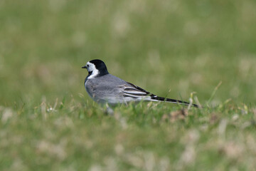 Obraz premium Bergeronnette grise,.Motacilla alba, White Wagtail