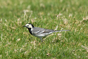 Bergeronnette grise,.Motacilla alba, White Wagtail