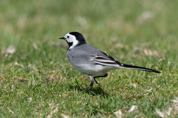 Bergeronnette grise,.Motacilla alba, White Wagtail